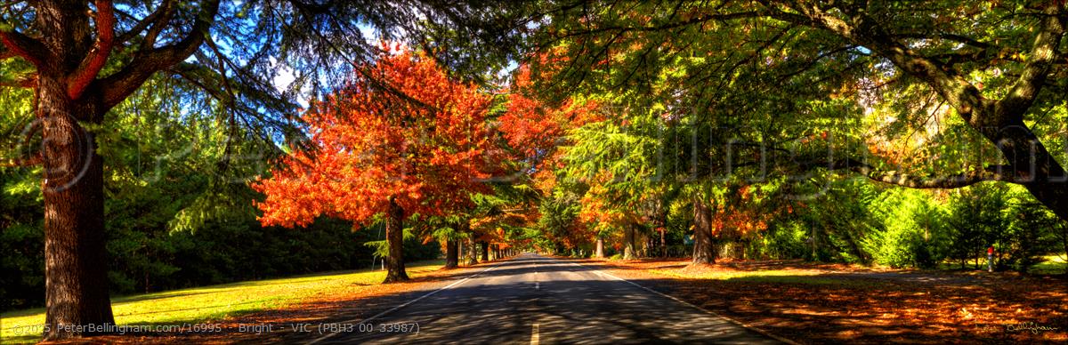 Peter Bellingham Photography Bright - VIC (PBH3 00 33987)